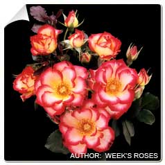 Roseira 'Betty Boop'
